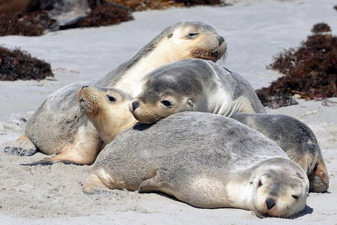 Small-Group Kangaroo Island 4WD Tour From Adelaide - Yamba Accommodation 1