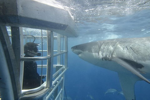 White Shark Tour With Optional Cage Dive From Port Lincoln - Yamba Accommodation 1