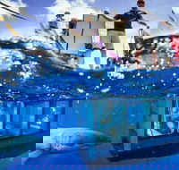 White Shark Tour with Optional Cage Dive from Port Lincoln - Yamba Accommodation