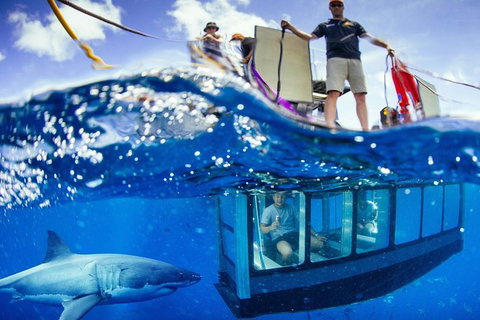 White Shark Tour With Optional Cage Dive From Port Lincoln - Yamba Accommodation 0