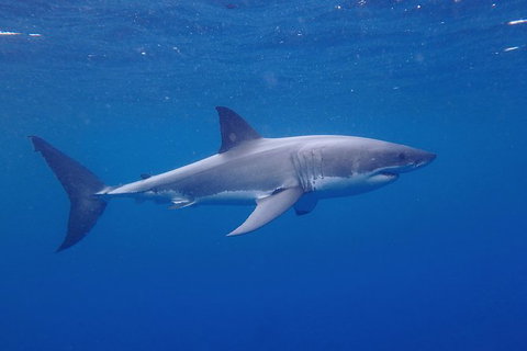 White Shark Tour With Optional Cage Dive From Port Lincoln - Yamba Accommodation 5