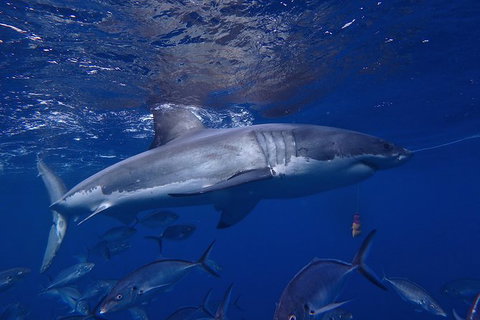 White Shark Tour With Optional Cage Dive From Port Lincoln - Yamba Accommodation 6