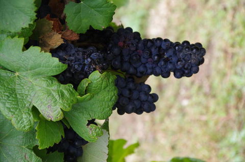 Barossa Valley Wineries Tour With Tastings And Lunch From Adelaide - Yamba Accommodation 5