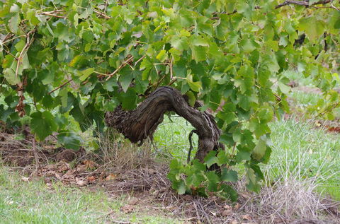 Barossa Valley Wineries Tour With Tastings And Lunch From Adelaide - Yamba Accommodation 7