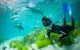 Half-Day Sea Lion Snorkeling Tour From Port Lincoln - thumb 0