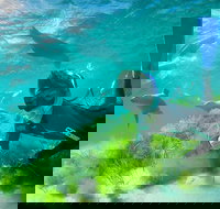 Half-Day Sea Lion Snorkeling Tour from Port Lincoln - Yamba Accommodation