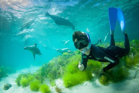 Half-Day Sea Lion Snorkeling Tour From Port Lincoln - Yamba Accommodation 0