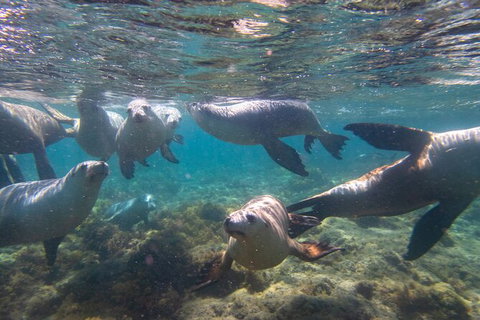 Half-Day Sea Lion Snorkeling Tour From Port Lincoln - Yamba Accommodation 2