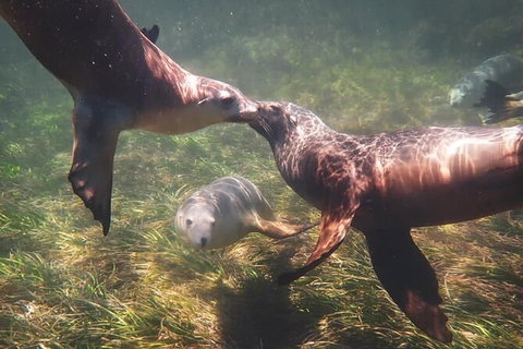 Half-Day Sea Lion Snorkeling Tour From Port Lincoln - Yamba Accommodation 6