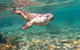 Half-Day Sea Lion Snorkeling Tour From Port Lincoln - thumb 4