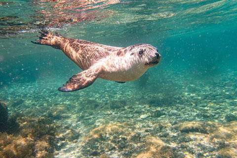 Half-Day Sea Lion Snorkeling Tour From Port Lincoln - Yamba Accommodation 4