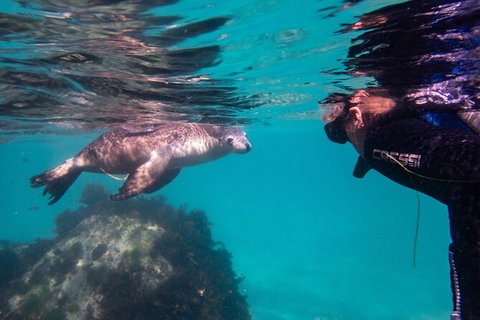 Half-Day Sea Lion Snorkeling Tour From Port Lincoln - Yamba Accommodation 5
