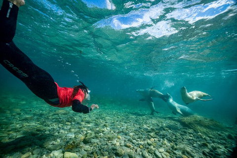 Half-Day Sea Lion Snorkeling Tour From Port Lincoln - Yamba Accommodation 1