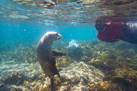 Half-Day Sea Lion Snorkeling Tour From Port Lincoln - Yamba Accommodation 3