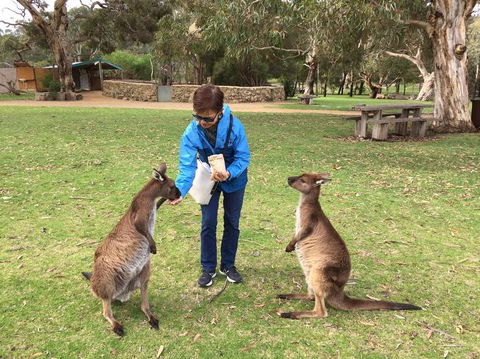 Adelaide Highlights And Hahndorf Tour With Optional River Cruise - Yamba Accommodation 3
