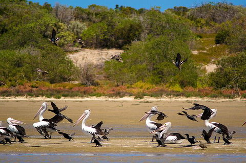 Murray Mouth Cruise - Yamba Accommodation 4