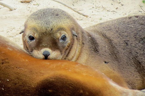 2 Day Kangaroo Island Wildlife Adventure From Adelaide - Yamba Accommodation 1