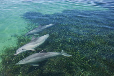 2-Day Exclusive Adelaide Bird And Dolphin Sanctuary Glamping Tour - Yamba Accommodation 1