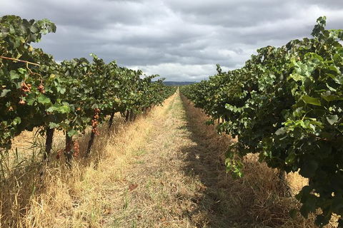 McLaren Vale\'s Greatest Tour With The Best Itinerary! - Yamba Accommodation 9