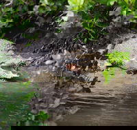 Whitsunday Crocodile Safari including Lunch - Yamba Accommodation