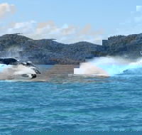 Whitsundays Whale Watching Cruise from Airlie Beach - Yamba Accommodation