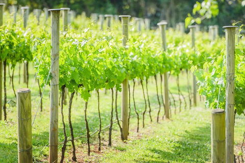 Deluxe Winery Tour To Tamborine Mountain, Includes Gourmet Two Course Lunch - Yamba Accommodation 15