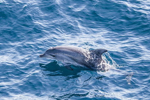 All Inclusive Dolphin And Tangalooma Wrecks Cruise Departing Gold Coast - Yamba Accommodation 7