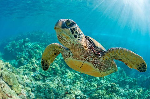 All Inclusive Dolphin And Tangalooma Wrecks Cruise Departing Gold Coast - Yamba Accommodation 10