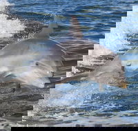 Noosa Oceanrider Scenic Dolphin Safari - Yamba Accommodation
