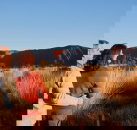 Uluru Sunrise and Kata Tjuta Half Day Trip - Yamba Accommodation