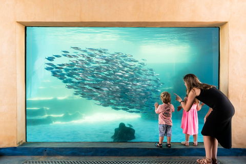 AQWA The Aquarium Of Western Australia - Yamba Accommodation 0