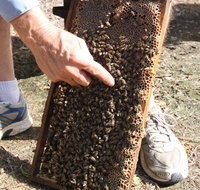 Bees on Keswick Island - Yamba Accommodation