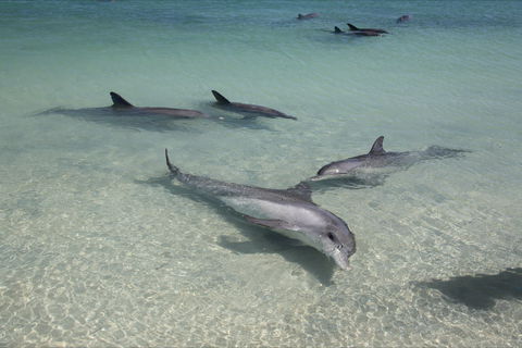 Dolphins Of Monkey Mia - Yamba Accommodation 0