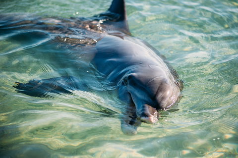 Dolphins Of Monkey Mia - Yamba Accommodation 1