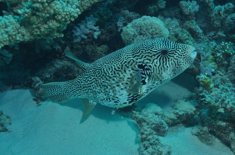 Frankland Islands Dive Site - Yamba Accommodation 1