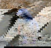 Granite Island Nature Park - Guided Penguin Tours - Yamba Accommodation