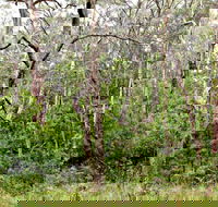 Scutts Hut Trail - Yamba Accommodation