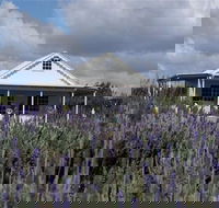 Amandine Lavender - Yamba Accommodation