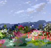 Blue Lotus Water Garden - Yamba Accommodation