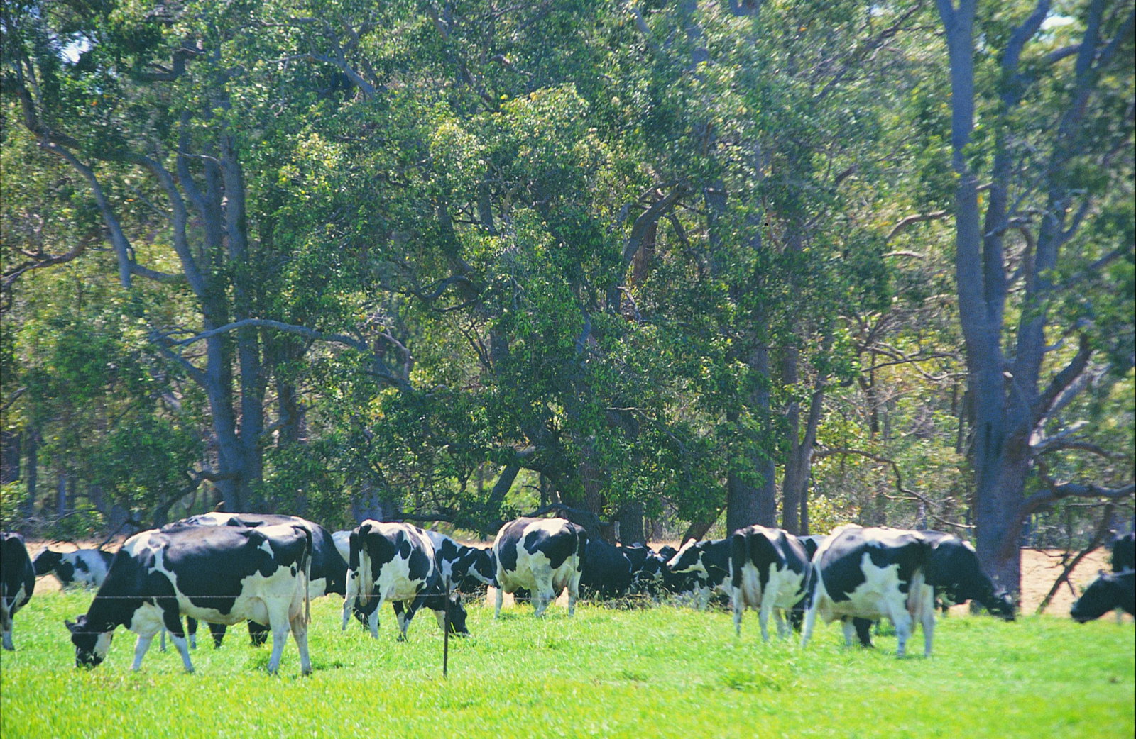 Stratham WA Yamba Accommodation