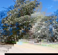 Giant Gum Tree - Yamba Accommodation