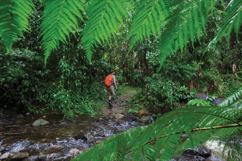 Goldsborough Valley, Wooroonooran National Park - Yamba Accommodation 0