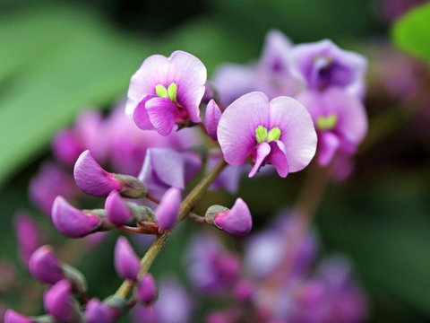 Inverawe Native Gardens - Yamba Accommodation 2