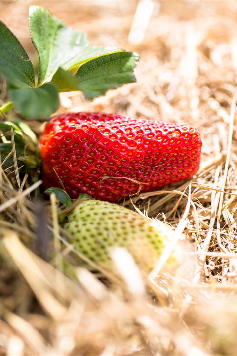 Kate's Berry Farm - Yamba Accommodation 2