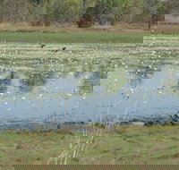 Leaning Tree Lagoon Nature Park - Yamba Accommodation