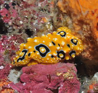 Magic Mountain Dive Site - Yamba Accommodation