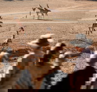 Monarto Safari Park - Yamba Accommodation