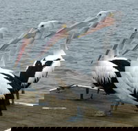 Pelican Feeding - Yamba Accommodation