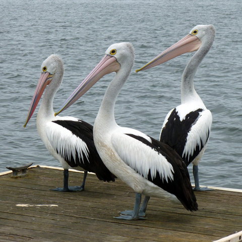 Pelican Feeding - Yamba Accommodation 0