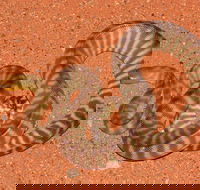 Red Desert Reptiles - Yamba Accommodation